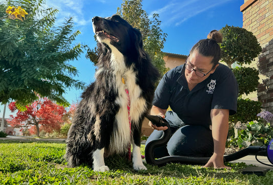 Embracing Fear-Free Grooming: A Path to Happy Pets and Satisfied Owners