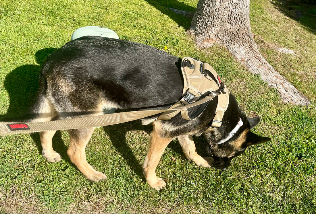 Unleashing the Power of Sniffing Walks